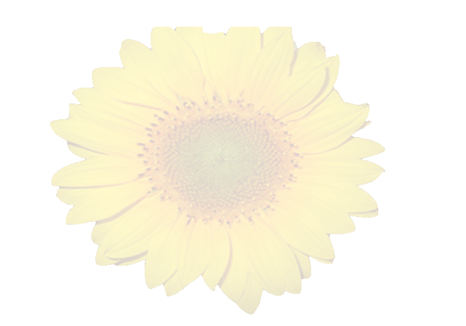 Sonnenblume
